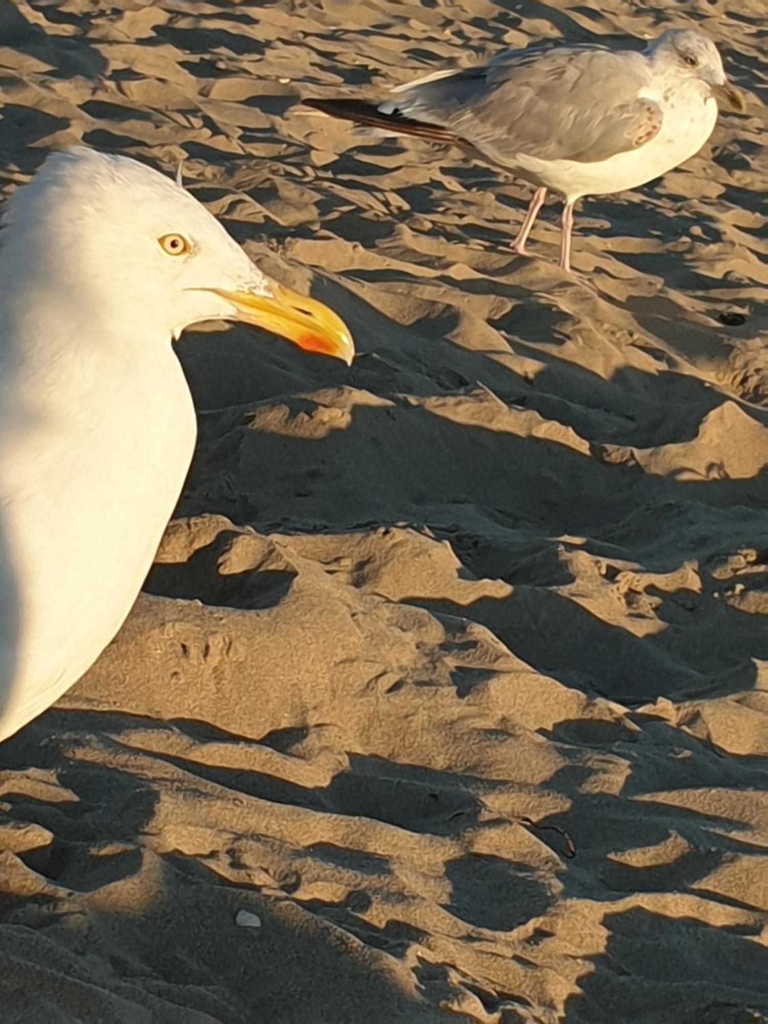 Rembrandts Beach View Zandvoort Kültér fotó